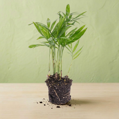 Palmier Nain - Chamaedorea Elegans - 1 pièce - Ø 6 Cm ↑ 18-25 Cm