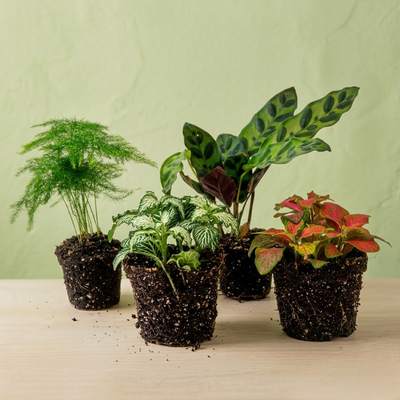 Lot de 4 Plantes - Sélection Vibrance +