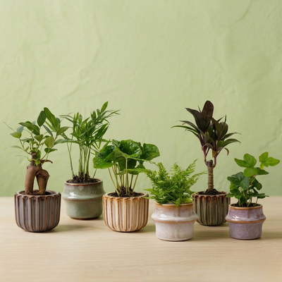 Lot de 6 Plantes - Pots Inclus - Sélection Oasis