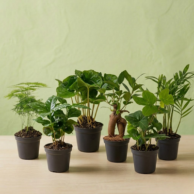 Lot de 6 Plantes - Sélection Émeraude - Ø 6 Cm