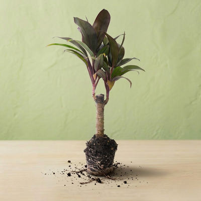 Cordyline Fruticosa - 1 pièce - Ø 6 Cm ↑ 18-25 Cm