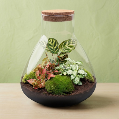 Terrarium Plantes Kit DIY - Sam - ↑ 35 Cm Ø 30 Cm