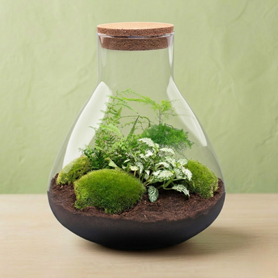Terrarium Plantes Kit DIY - Sam Green - ↑ 35 Cm Ø 30 cm