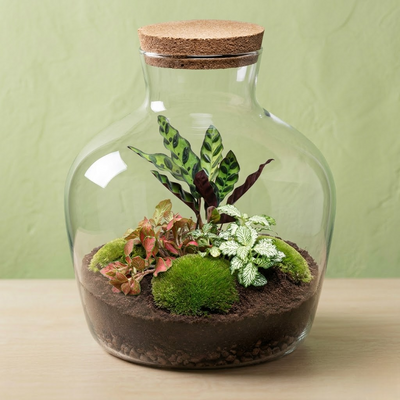 Terrarium Plantes Kit DIY - Big Joe - ↑ 30 Cm Ø 29 cm