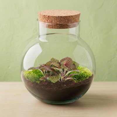 Terrarium Plantes Kit DIY - Noah ↑ 19 Cm Ø 18.5 Cm