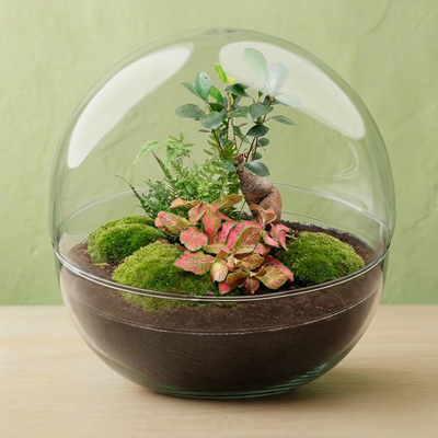 Terrarium Plantes Kit DIY - Hugo - Ø 30 Cm ↑ 30 Cm