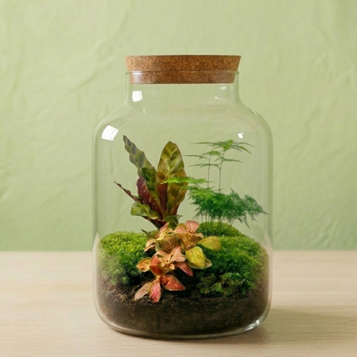 Terrarium Plantes Kit DIY - Milky - ↑ 30 Cm Ø 21 Cm