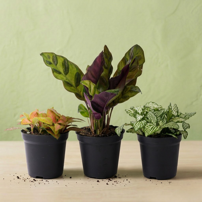Lot de 3 Plantes - Sélection Vibrance
