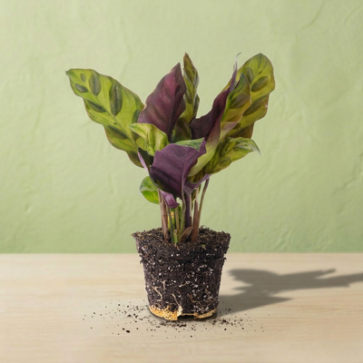 Calathea Lancifolia - 1 pièce - Ø 6 Cm ↑ 12-20 Cm